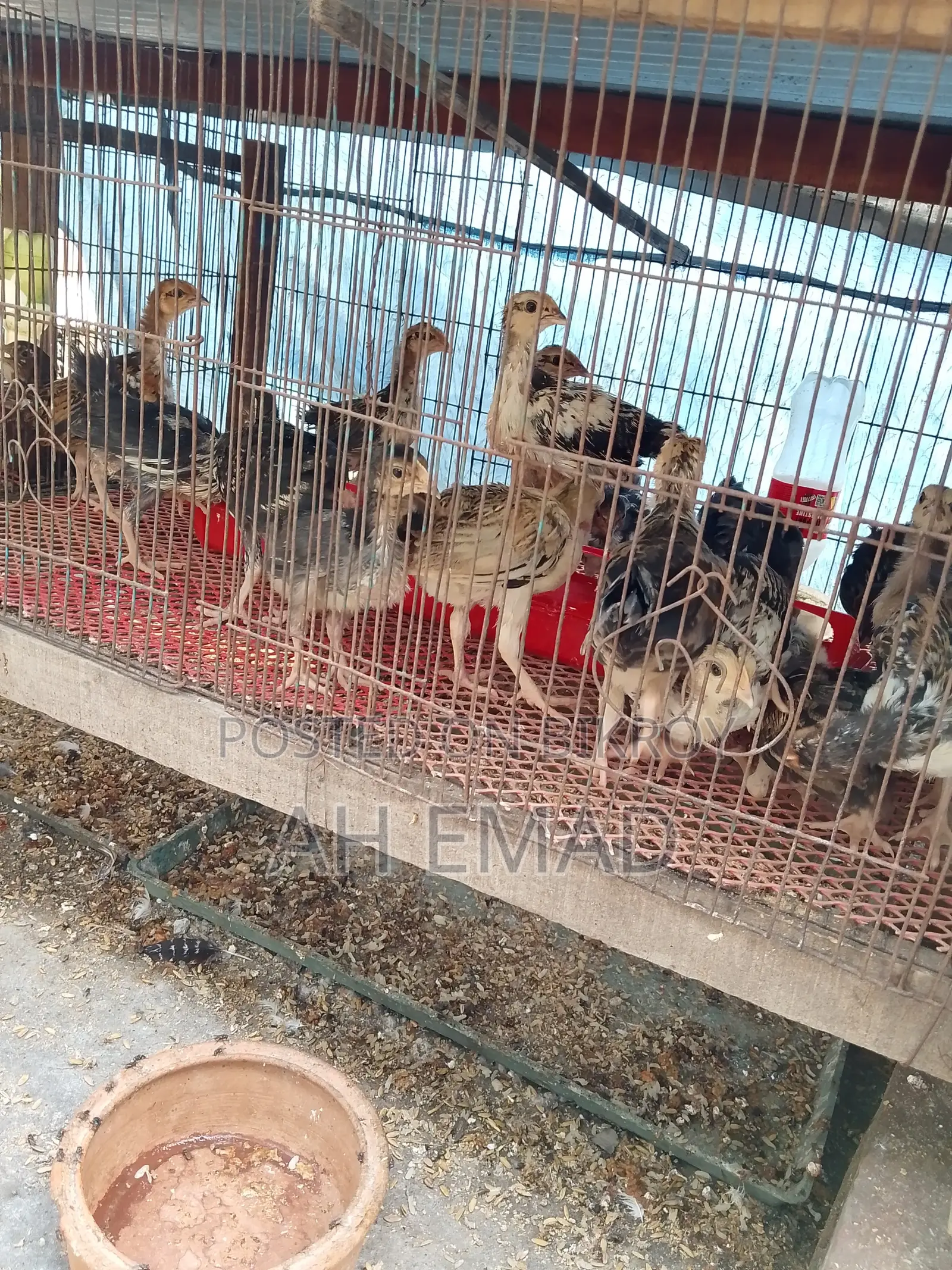 দেশি মুরগির বাচ্চা বিক্রয় করা হবে