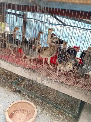 দেশি মুরগির বাচ্চা বিক্রয় করা হবে