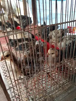 দেশি মুরগির বাচ্চা বিক্রয় করা হবে