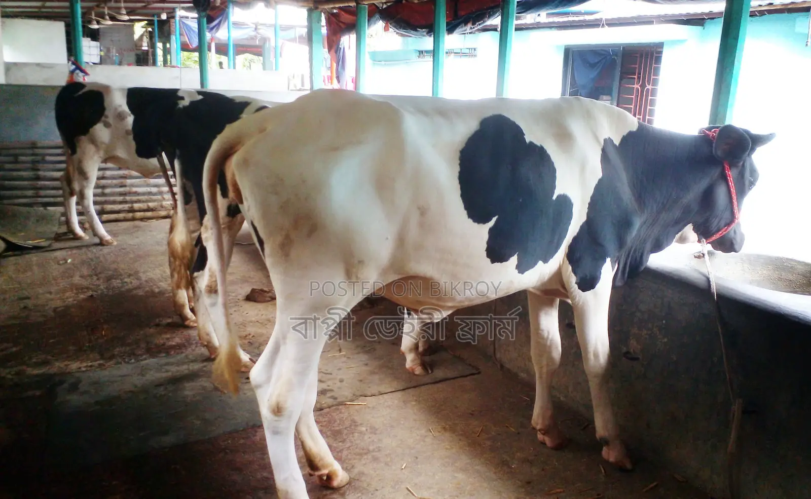Buy 1324 No. 3 Heifers of Improved Breed.