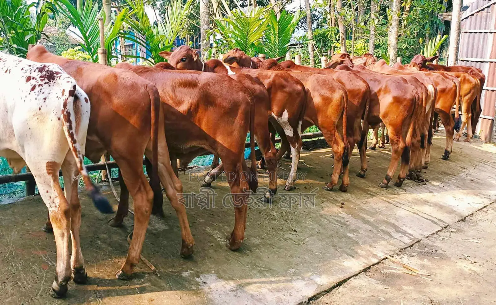 1325 No. 13 high-quality young bulls for sale.