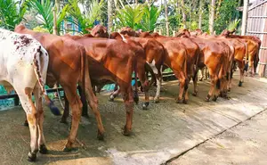 1325 No. 13 high-quality young bulls for sale.