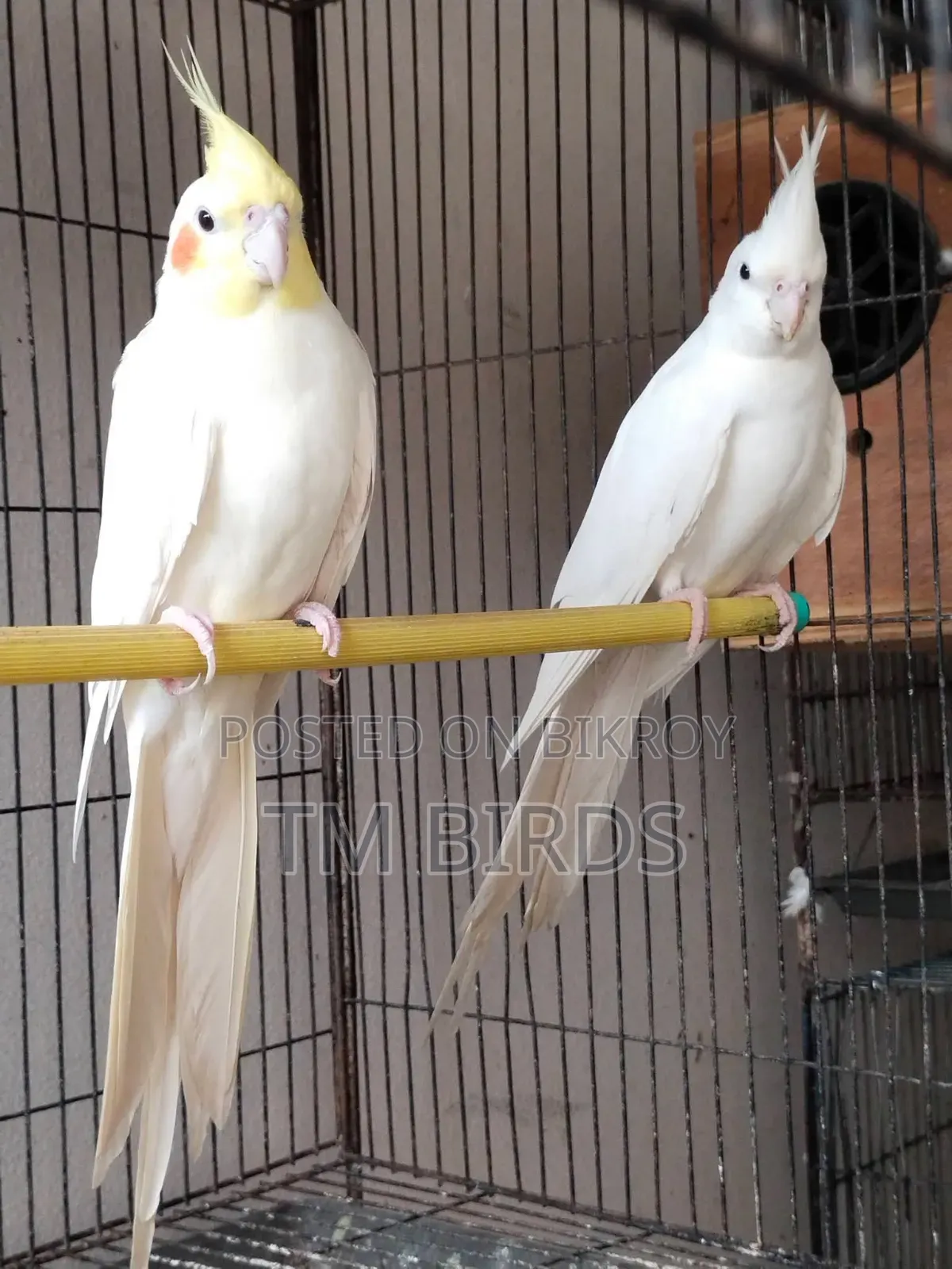 Cocktail Master Pair
