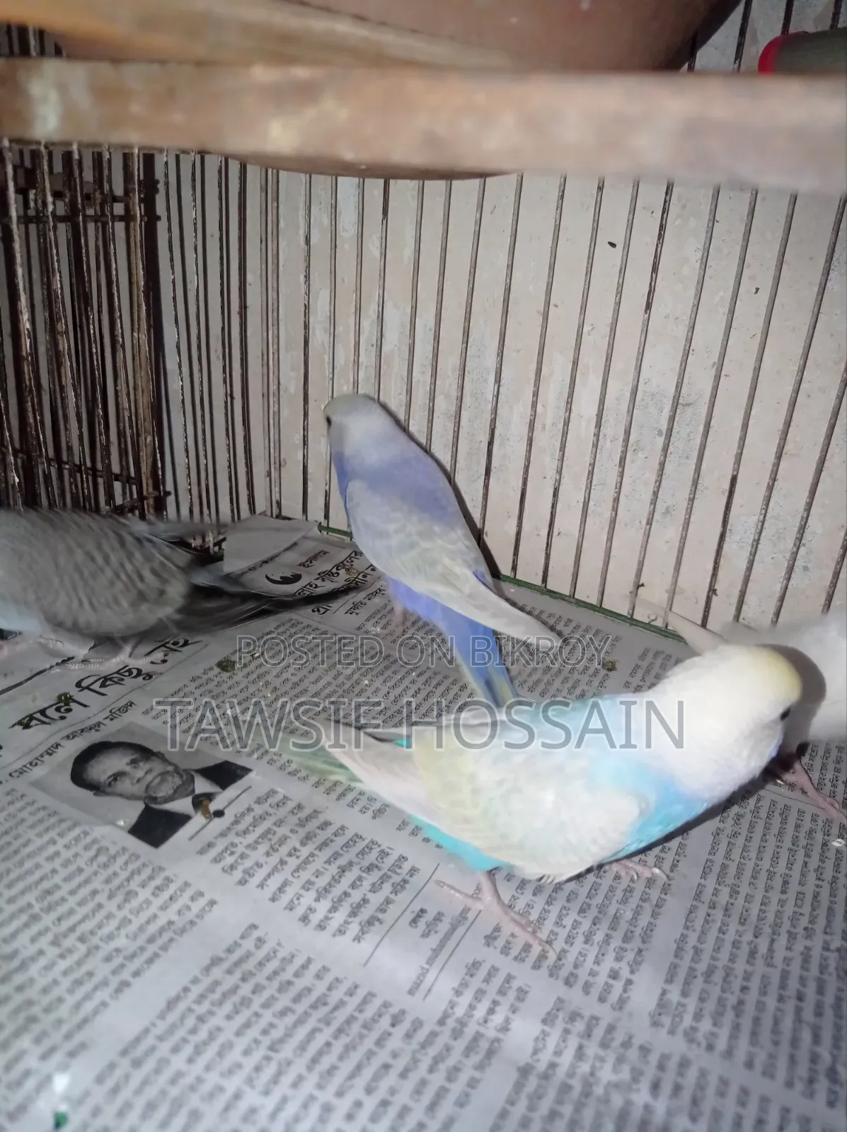 Some Budgerigar birds for sale.