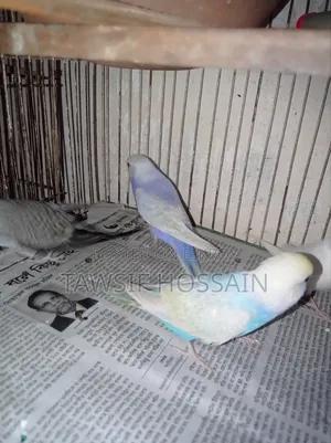 Some Budgerigar birds for sale.