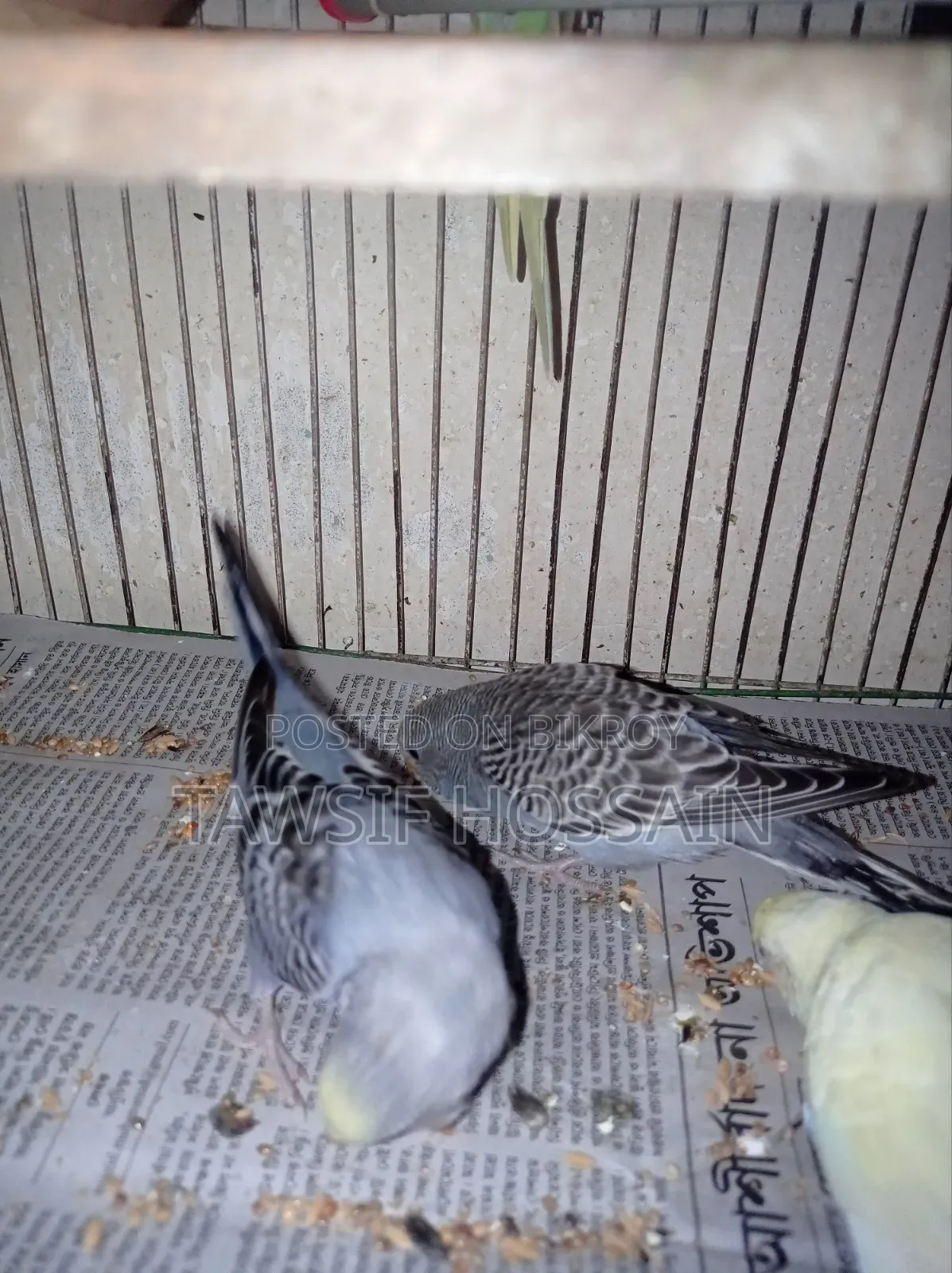 Some Budgerigar birds for sale.