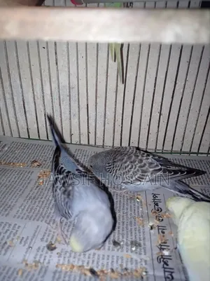 Some Budgerigar birds for sale.