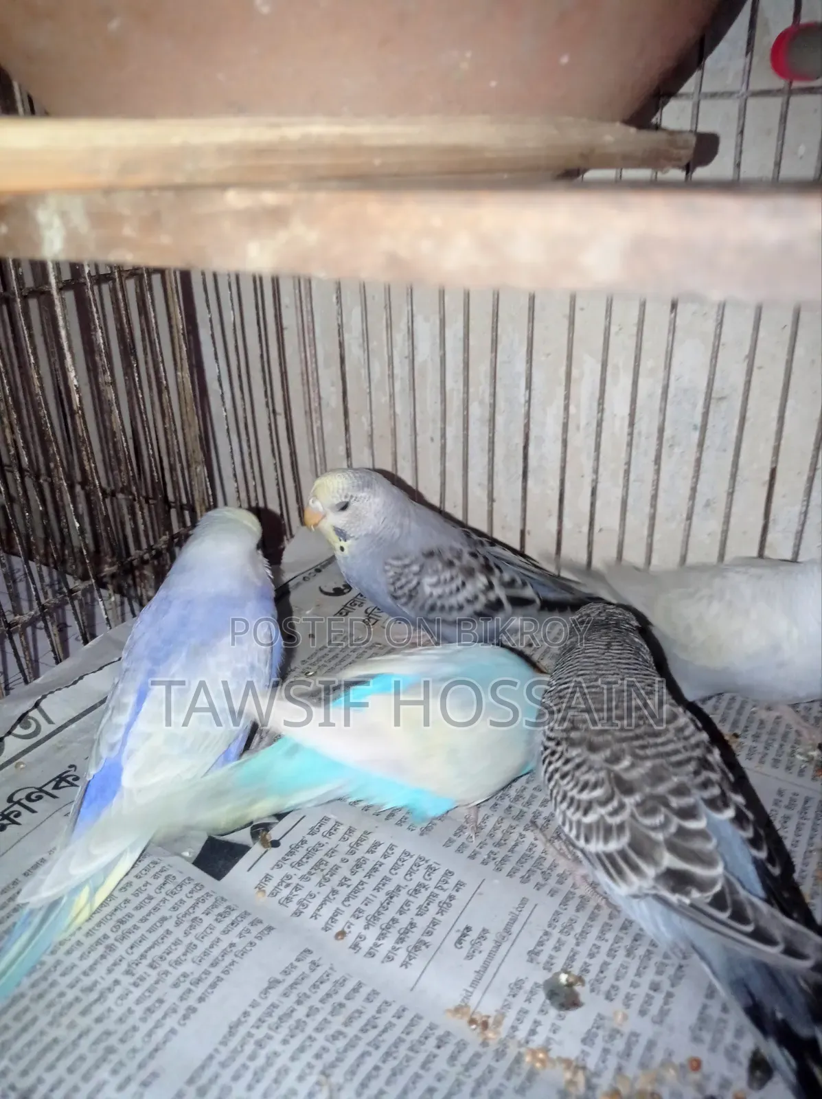 Some Budgerigar birds for sale.