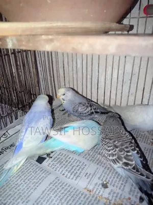 Some Budgerigar birds for sale.