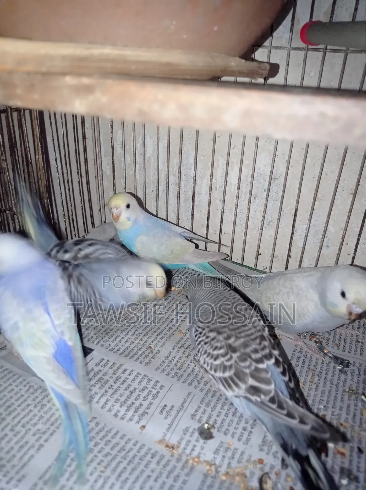 Some Budgerigar birds for sale.