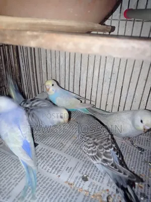 Some Budgerigar birds for sale.