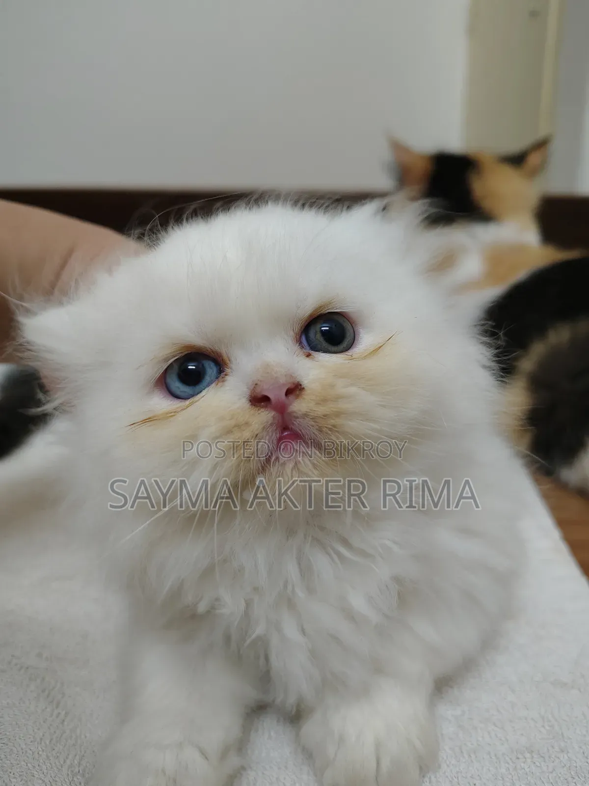 1-3 Months Female Purebred Persian