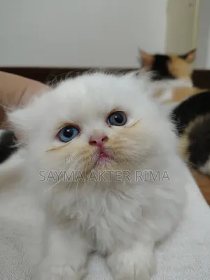1-3 Months Female Purebred Persian