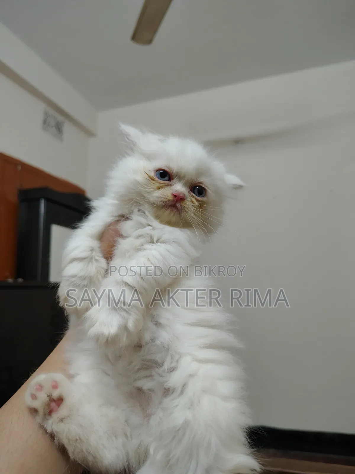 1-3 Months Female Purebred Persian