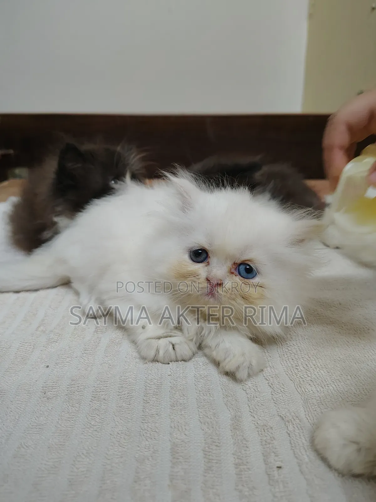 1-3 Months Female Purebred Persian