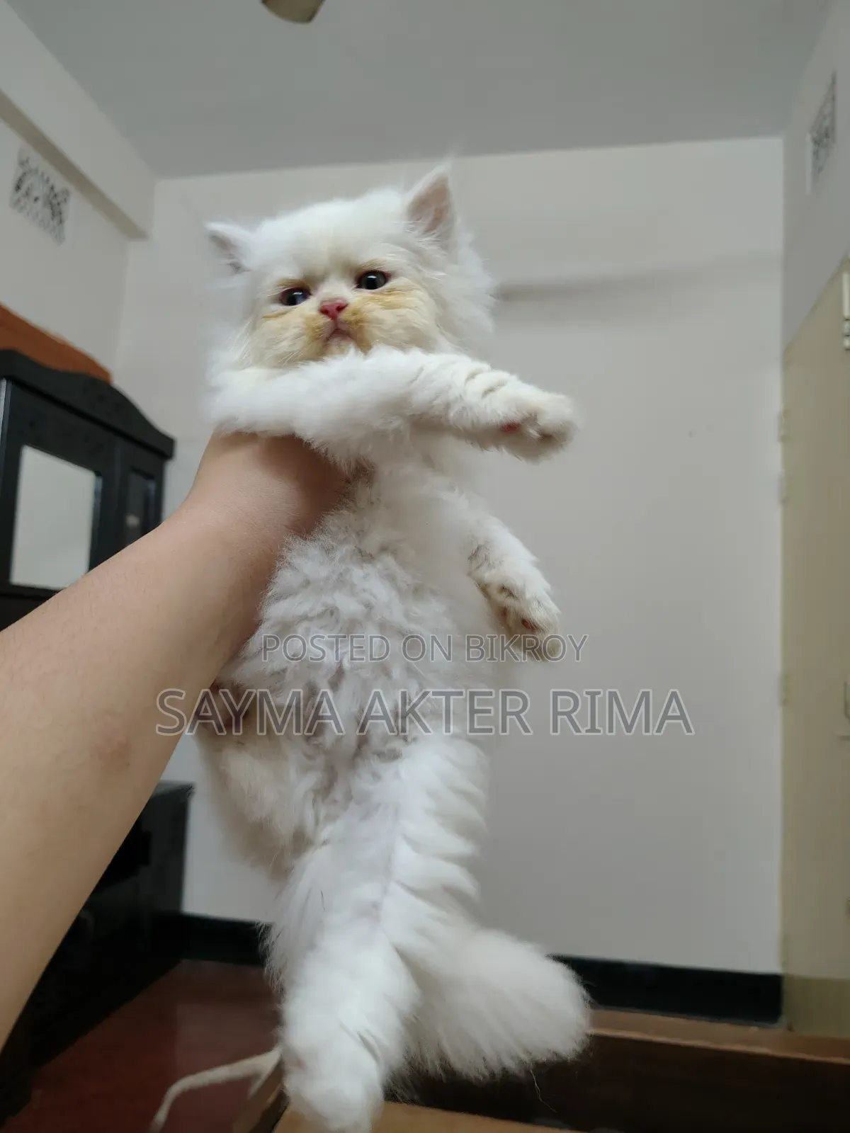 1-3 Months Female Purebred Persian
