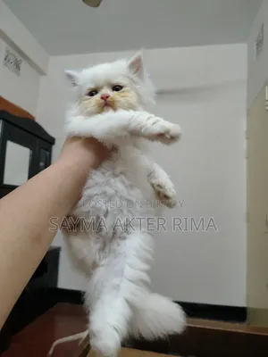 1-3 Months Female Purebred Persian
