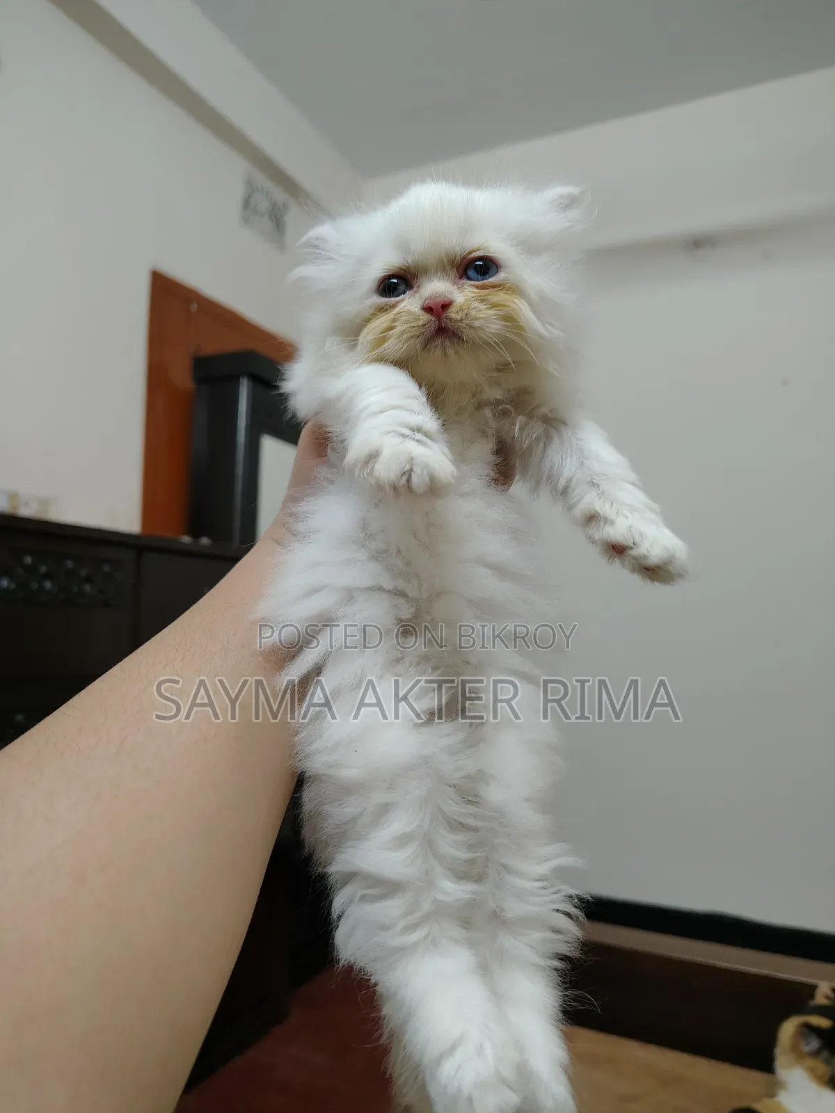 1-3 Months Female Purebred Persian
