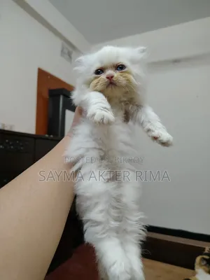 1-3 Months Female Purebred Persian