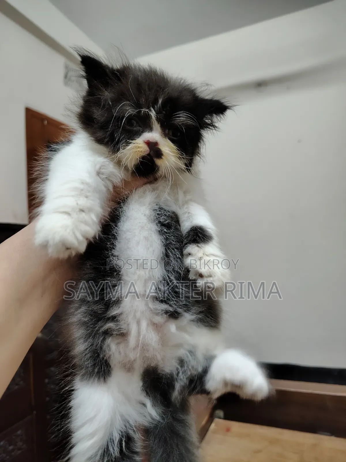 1-3 Months Female Purebred Persian