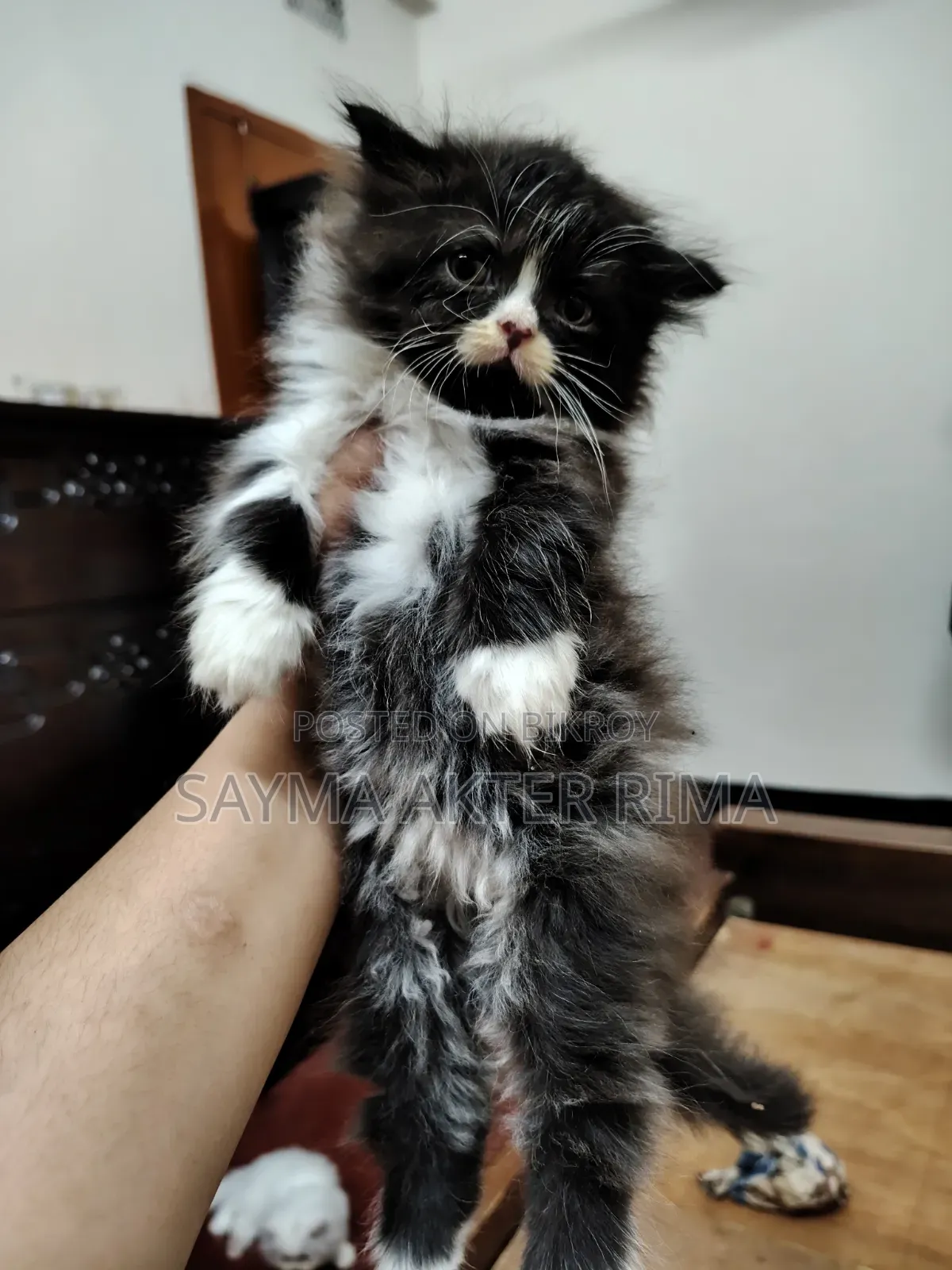 1-3 Months Female Purebred Persian