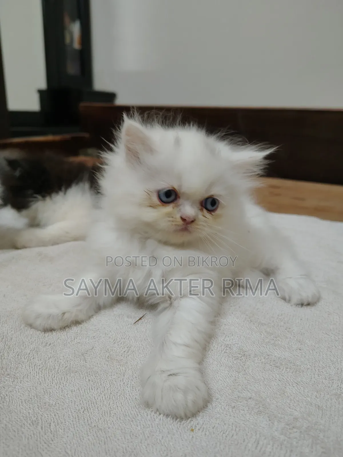 1-3 Months Female Purebred Persian