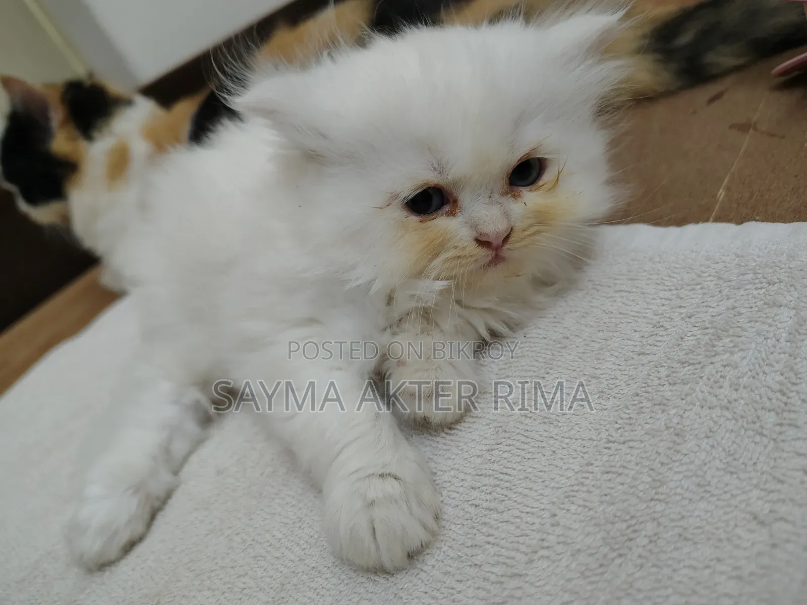 1-3 Months Female Purebred Persian