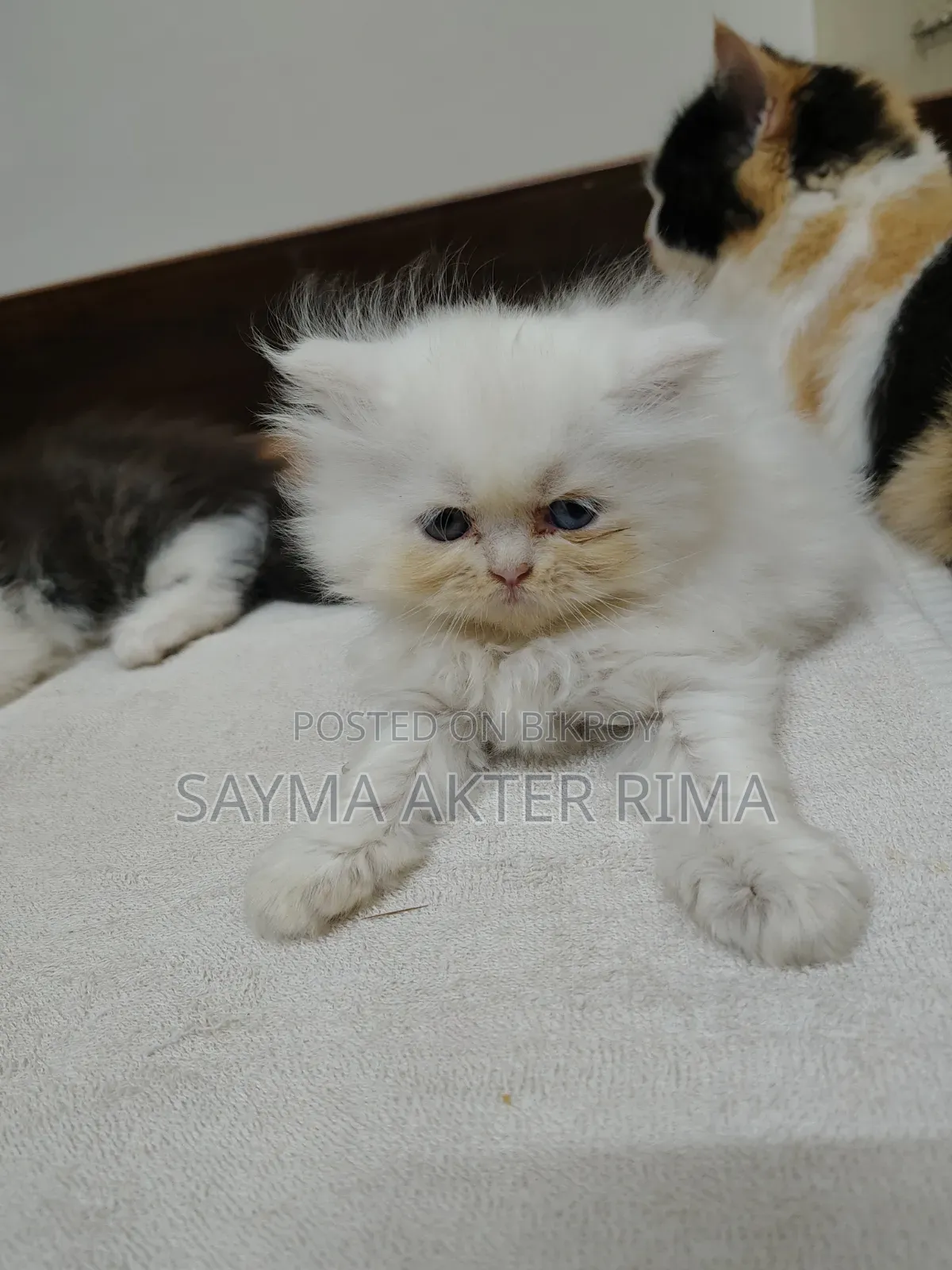 1-3 Months Female Purebred Persian