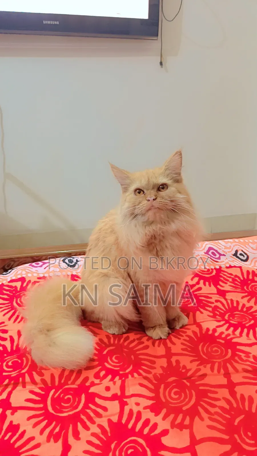 6-12 Months Female Purebred Persian