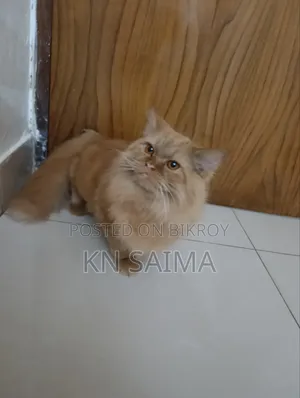 6-12 Months Female Purebred Persian