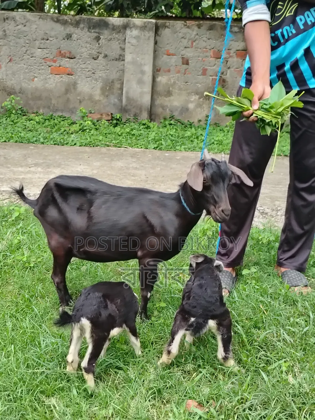 Black Bengal goat with 2 kids
