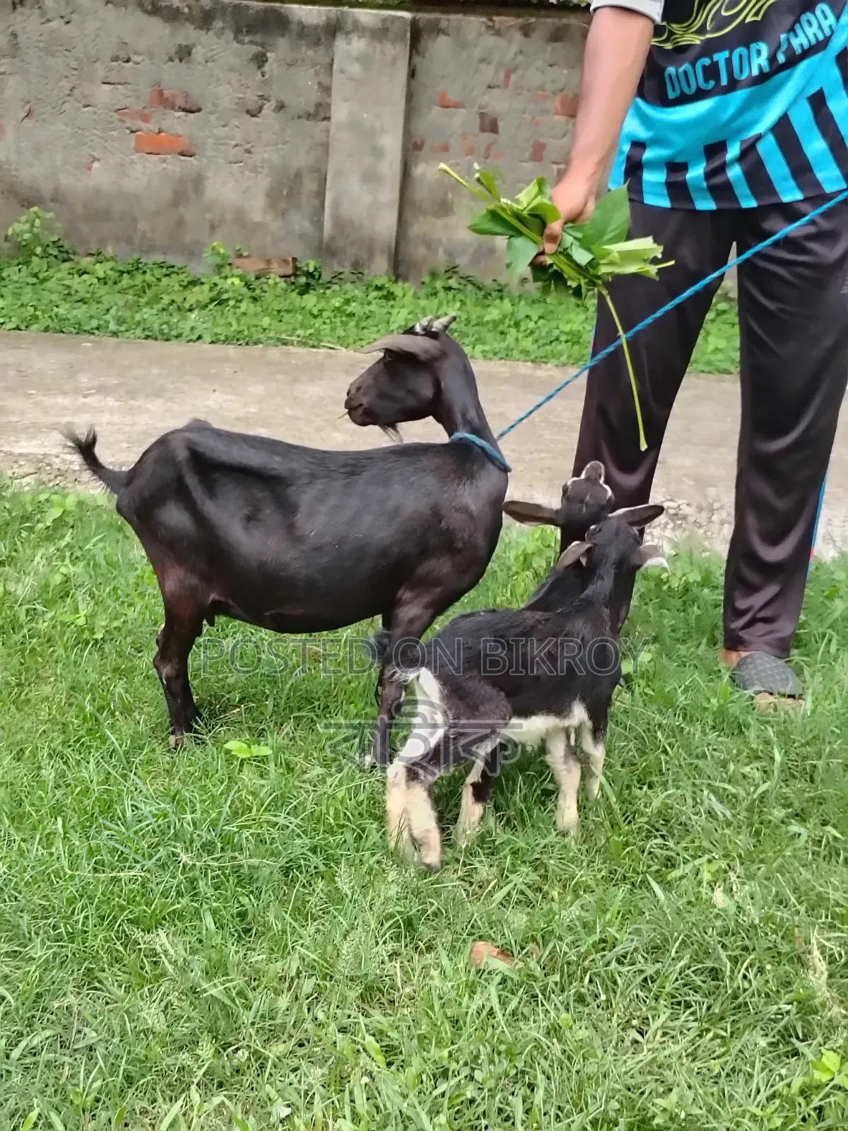 Black Bengal goat with 2 kids