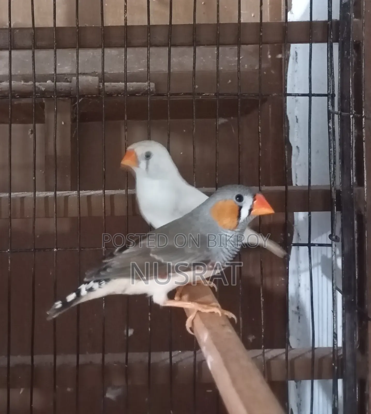 Running Jambu Zebra Finch 1 Pair