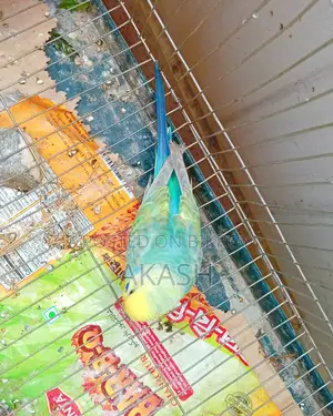 1 Budgerigar bird for sale
