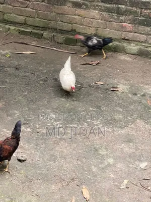 Pure Local Chicken and Rooster