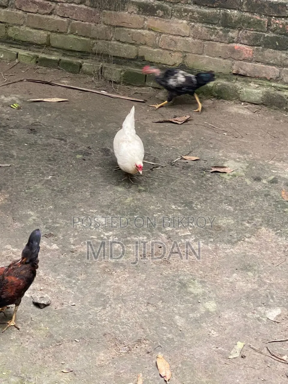 Pure Local Chicken and Rooster