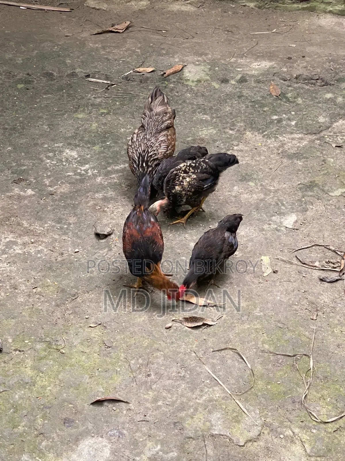 Pure Local Chicken and Rooster