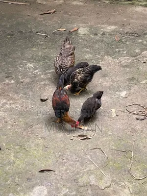 Pure Local Chicken and Rooster