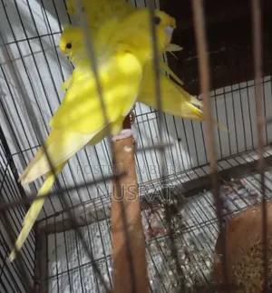 New Adult Japanese Yellow Df Male 1 Piece