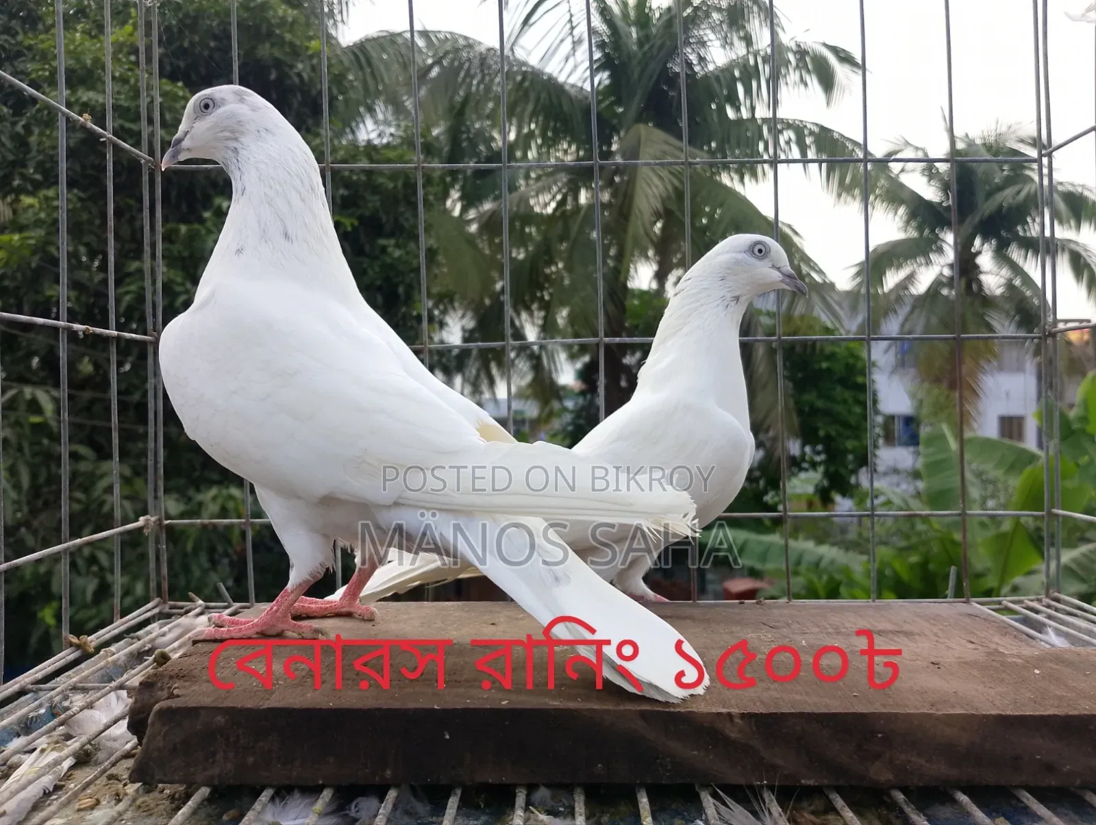 Racing Pigeons