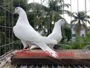 Racing Pigeons