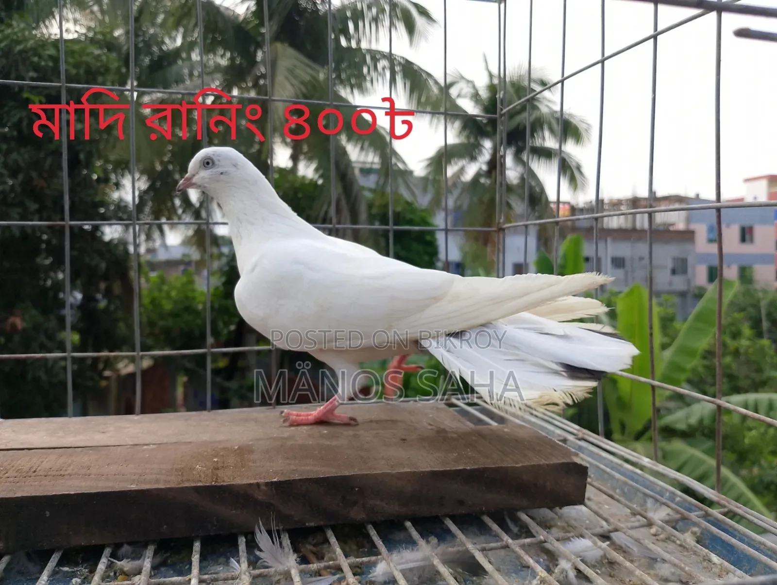Racing Pigeons