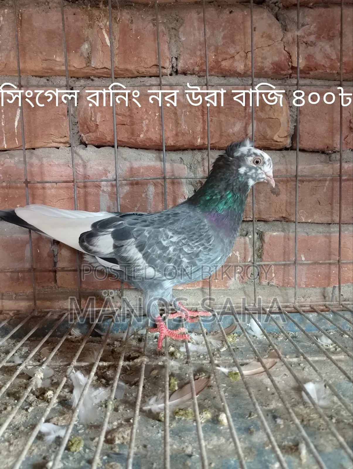 Racing Pigeons