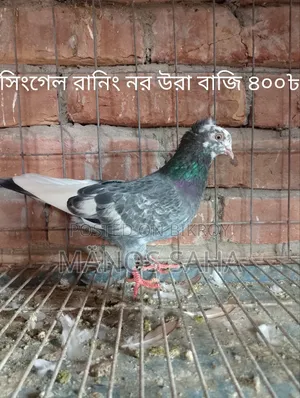 Racing Pigeons