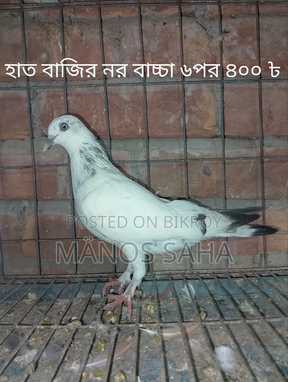 Racing Pigeons