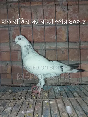 বাজিওয়ালা কবুতর