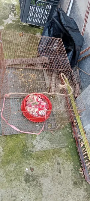 Bird Cage for Budgerigar