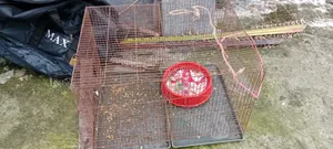 Bird Cage for Budgerigar