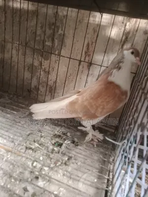 Siraji Male