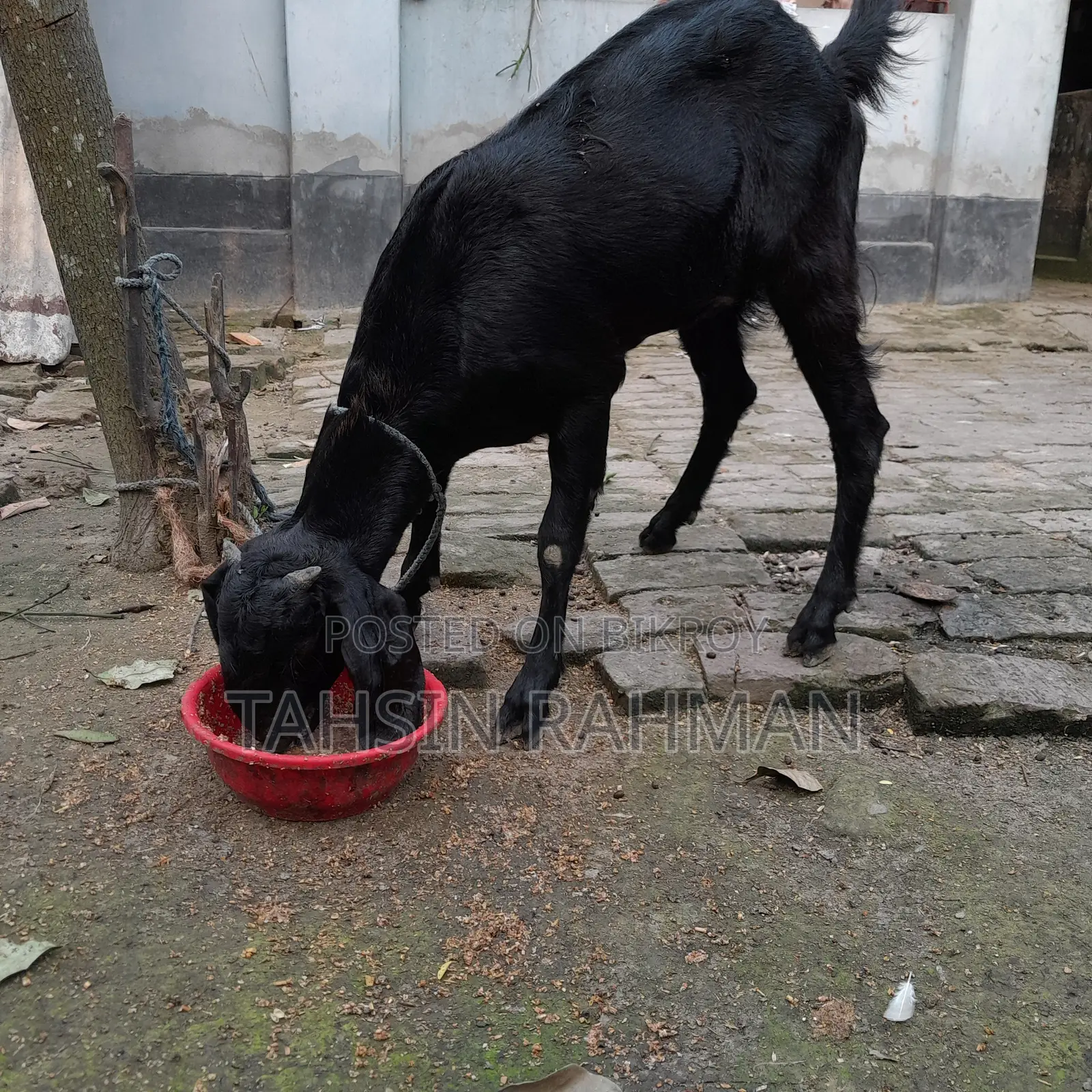 Healthy Goat for Sale